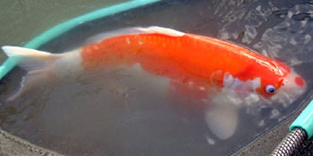 géniteurs de carpes kois 02