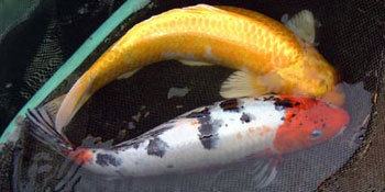 géniteurs de carpes kois 01