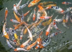 Kois sélectionnées