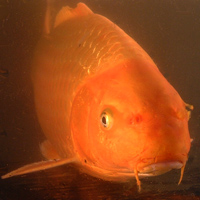 Carpe ko&iuml; orange