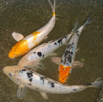 Lot de kois sélectionnées 05