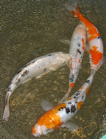 Lot de kois sélectionnées 01