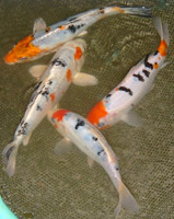 Lot de kois sélectionnées 03