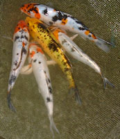 Lot de kois sélectionnées 04