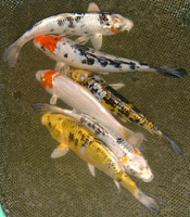 Lot de kois sélectionnées 06