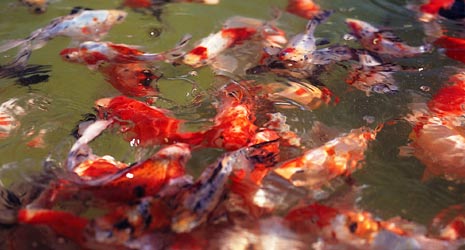 Géniteurs de Carassins (10 à 20 cm)