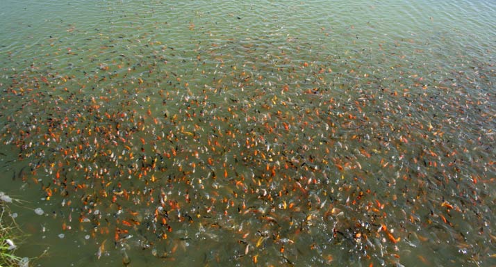 Alevins de carpes ko&iuml; de 1 &eacute;t&eacute;