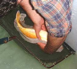 CONTROLE de la MATURATION